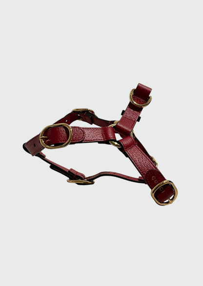 Harnais pour chien & chat Gucci